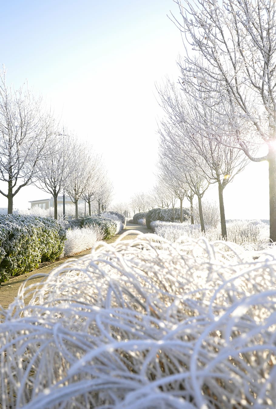 winter, frost, cold, tree, ice, snow, cold temperature, sky HD wallpaper