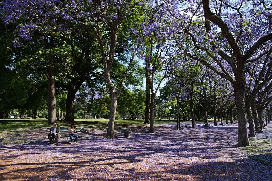 jacaranda trees, park, violet, lilac, landscape, wilderness HD wallpaper