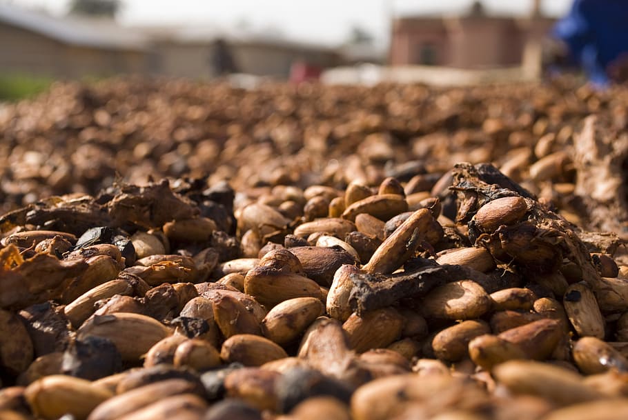 selective focus photograph of brown seeds, Cocoa, Beans, Food