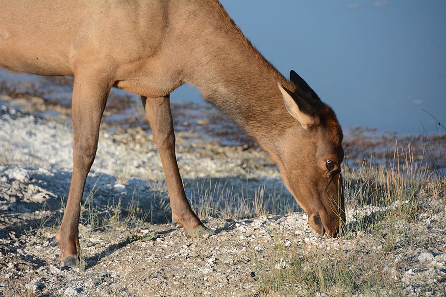 Elk, Female, Mammal, Nature, Wildlife, animal, feeding, west thumb HD wallpaper