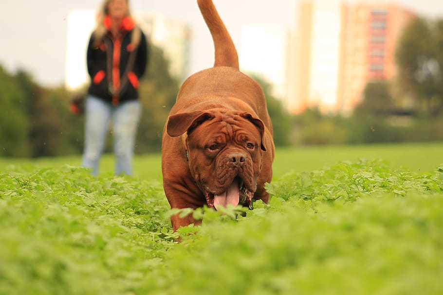 dog, mastiffs, bordeaux, dogue, outdoors, summer, funny, adult HD wallpaper