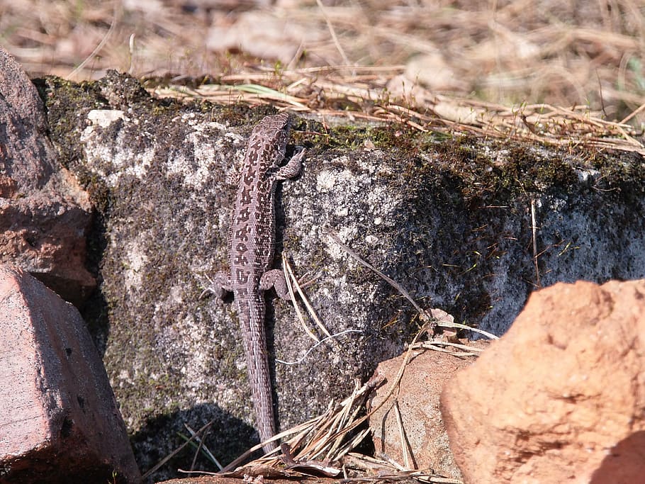 the lizard, gray, animals, nature, reptile, wildlife, day, no people HD wallpaper