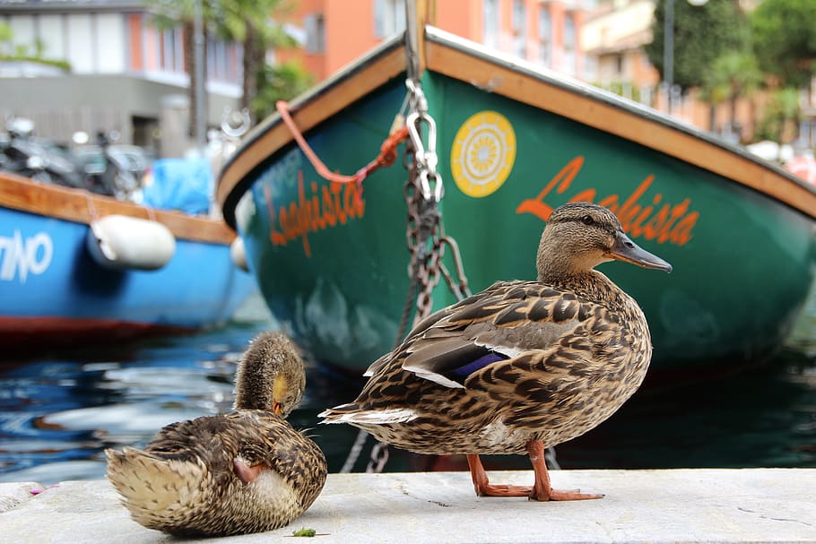 two brown ducks, rowing boat, water, bird, animal themes, vertebrate HD wallpaper