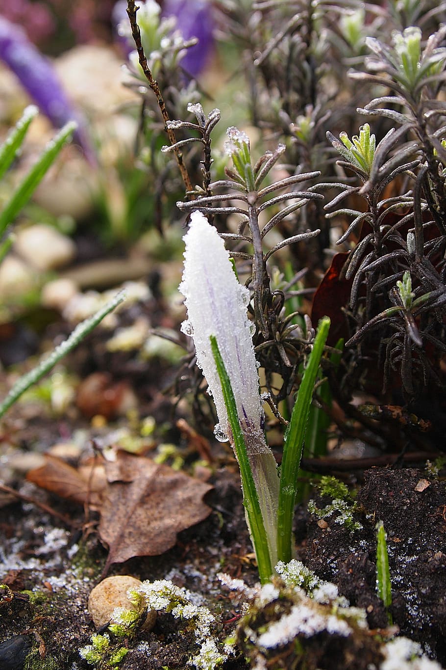 Crocus, Frozen, Ripe, Freezing, Winter, cold, morning, white HD wallpaper