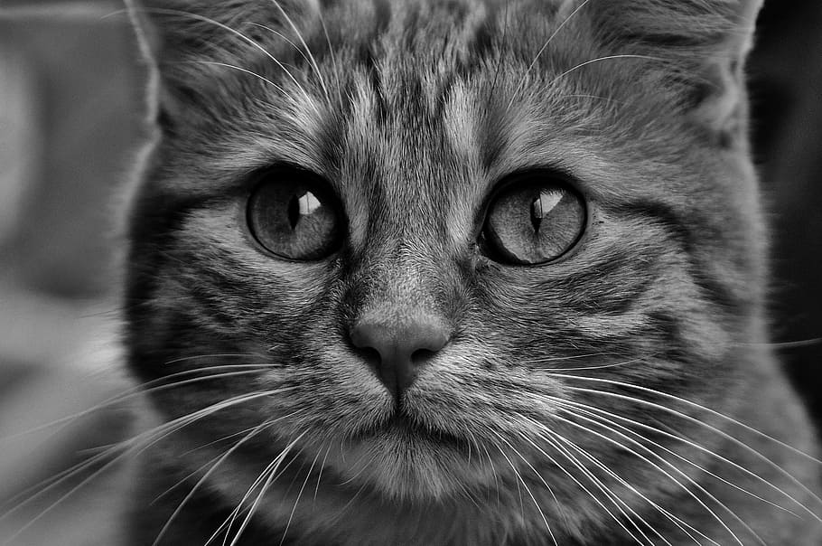 gray scale photo of tabby cat, black and gray, cute, mackerel HD wallpaper