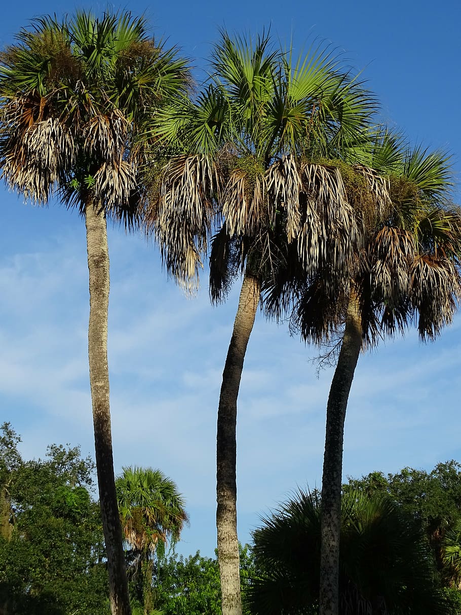 palm trees, tropical, nature, landscape, green, plant, tropical climate HD wallpaper