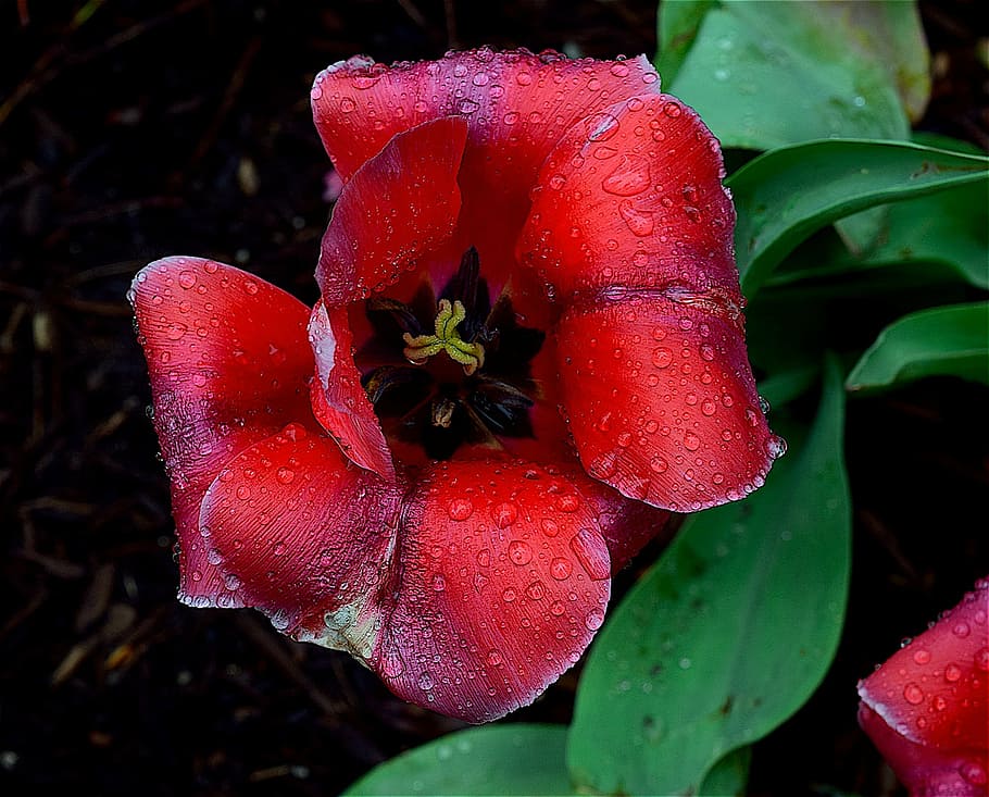 tulip, red, spring, bloom, wet, dew, droplets, rain, nature, HD wallpaper