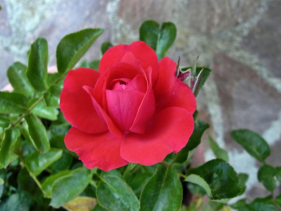 rosa, rossa, flower, flowering plant, beauty in nature, freshness HD wallpaper
