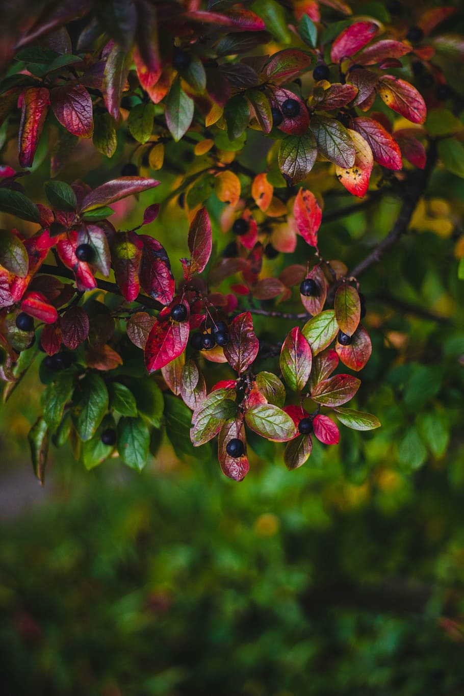 flower, tree, nature, plant, garden, bush, leaves, summer, color HD wallpaper