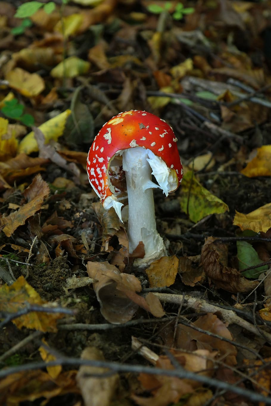 Fly Agaric, Mushroom, Toxic, Bitten, red, spotted, amanita muscaria HD wallpaper
