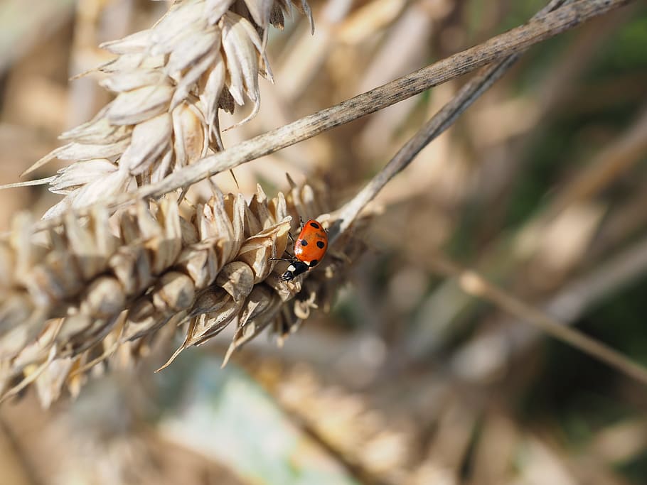 ladybug, beetle, siebenpunkt, coccinella septempunctata, animal