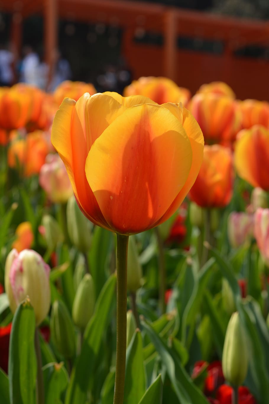 Tulip, Yellow, Flower, freshness, close-up, focus on foreground HD wallpaper