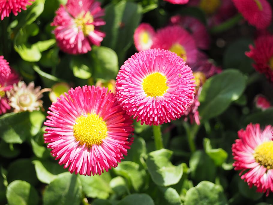 Daisy, Flowers, Plant, nature, summer, close-up, petal, pink Color HD wallpaper