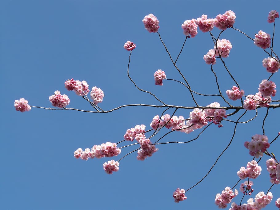 Ornamental Cherry, Flowers, Pink, japanese cherry trees, cherry blossom, HD wallpaper