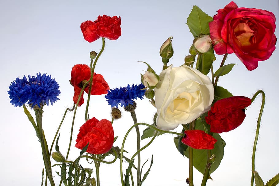 white, red, and blue flowers during daytime, cornflowers, roses HD wallpaper