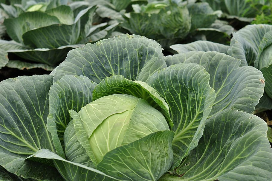 green vegetable plants, kohl, vegetables, edible, food, garden, HD wallpaper