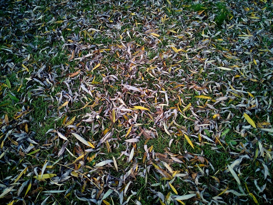 leaves, dry, soil, falls, texture, background, autumn, dry leaf HD wallpaper