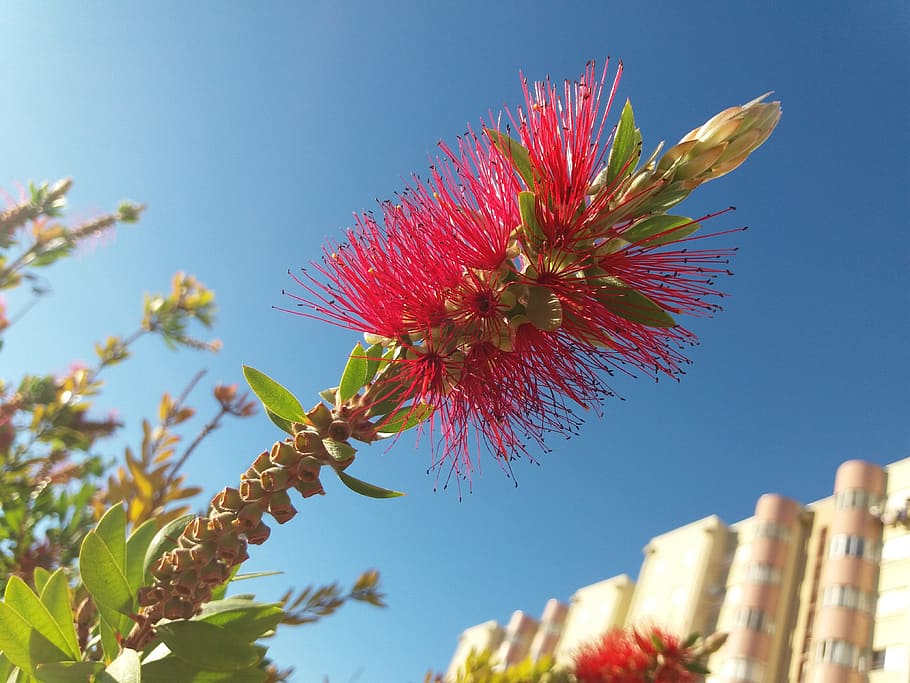 red, flower, sky, blue, spring, summer, low angle view, nature HD wallpaper
