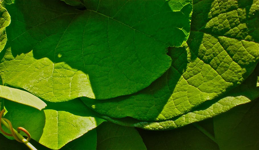leaf, green, garden, nature, plant part, green color, close-up HD wallpaper