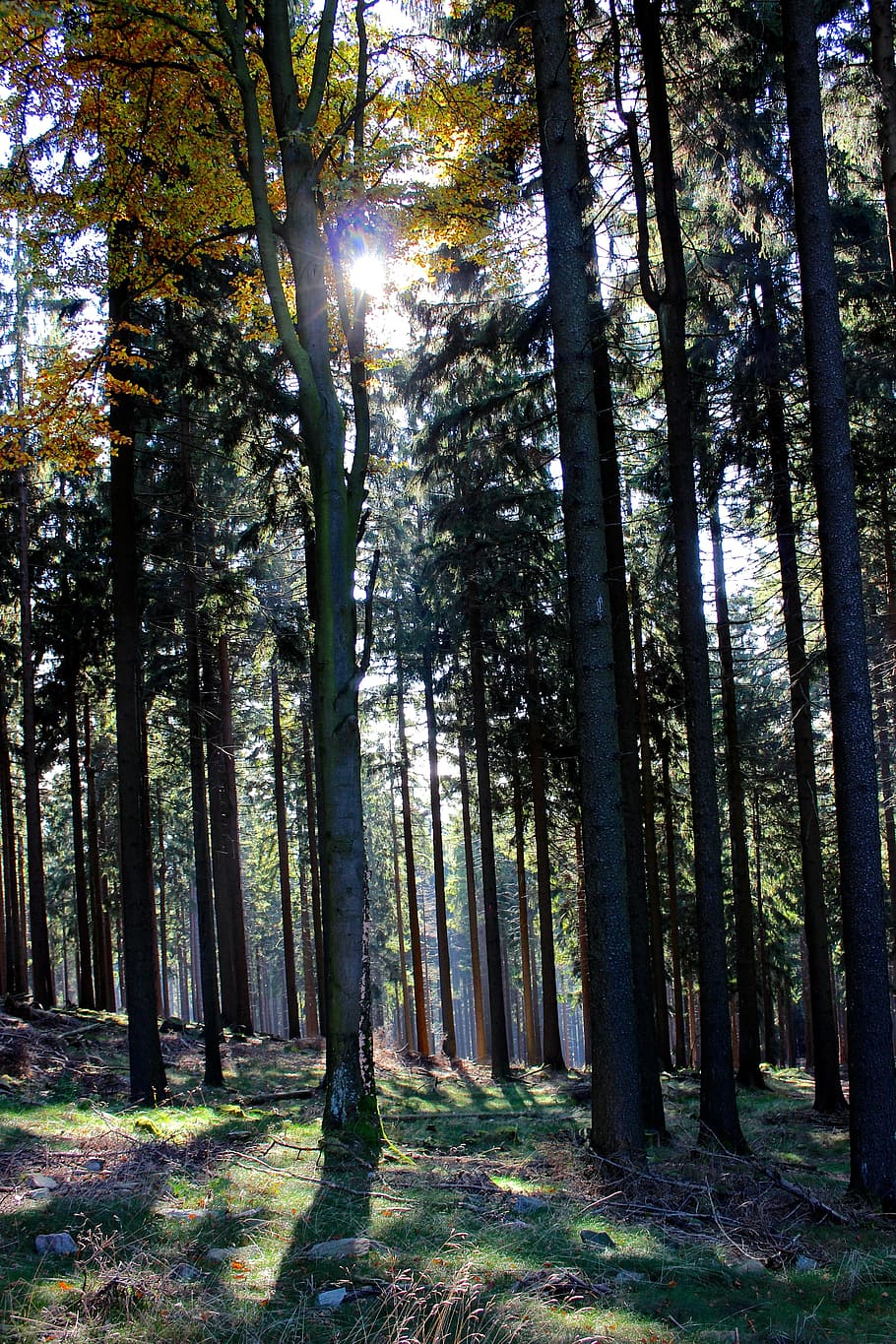 forest, sun, autumn, trees, shadow, landscape, flooded, foliage HD wallpaper