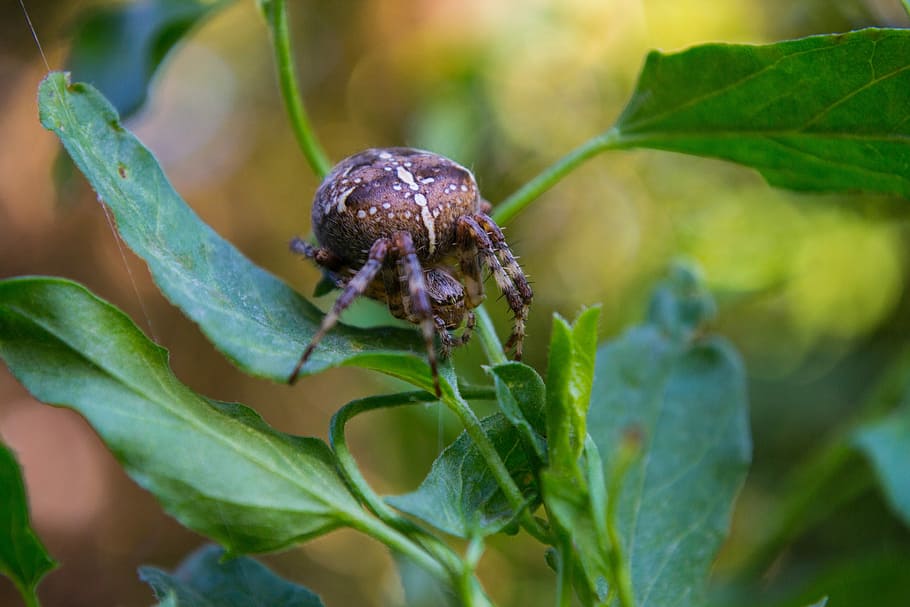 Spider, Insect, Close, Animal, one animal, animal themes, animals in the wild HD wallpaper