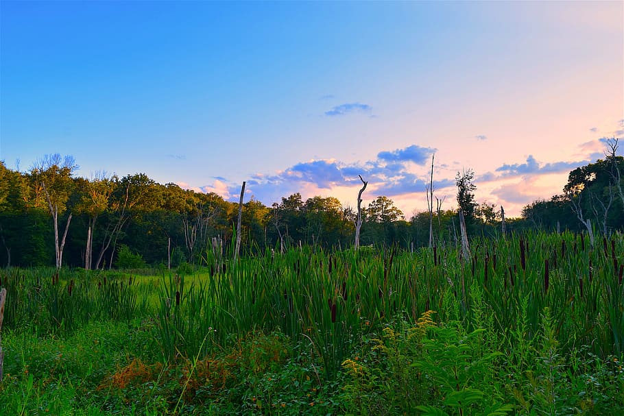 field, sunset, trees, summer, nature, landscape, sky, green HD wallpaper