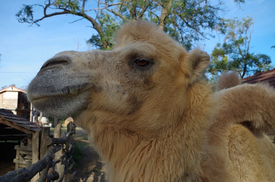 Camel, Animal, Face, Wilderness, Fur, profile, one animal, day HD wallpaper