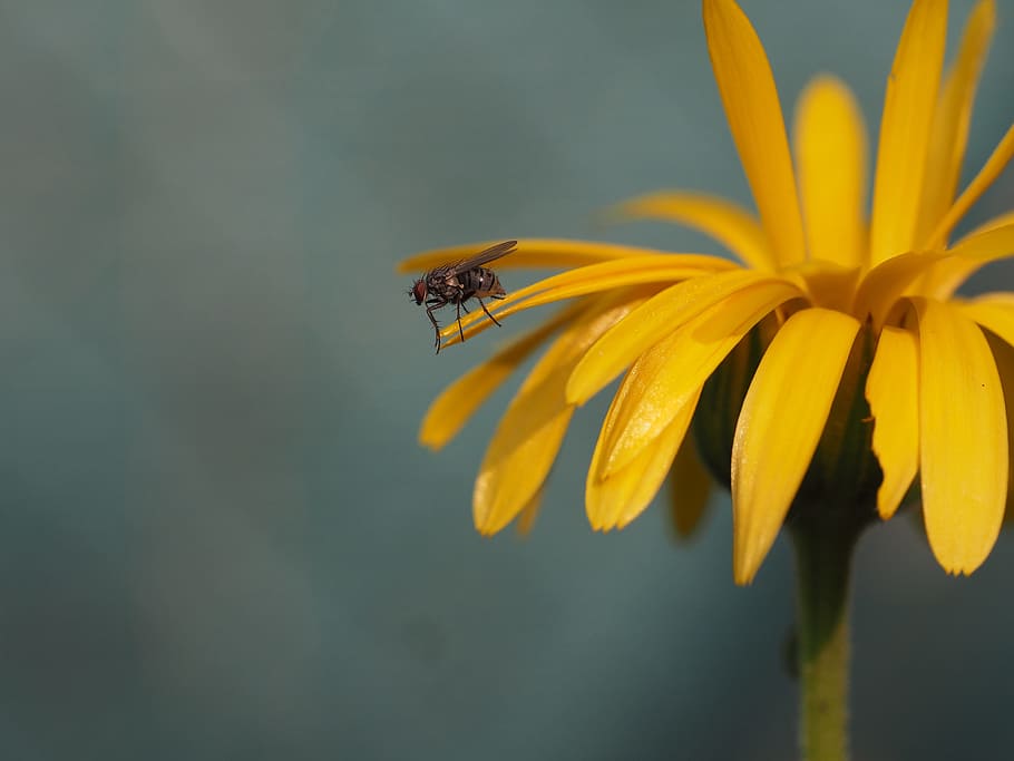 fly, insect, yellow, flower, nature, garden, close, macro, leaf, HD wallpaper