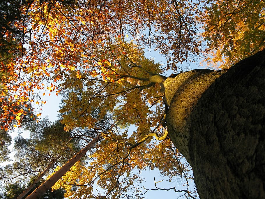 Beech Forest, Fagus Sylvatica, treetops, reflected rays, trees HD wallpaper