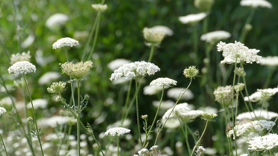 meadow, blossom, bloom, white, chervil, wild flowers, nature HD wallpaper