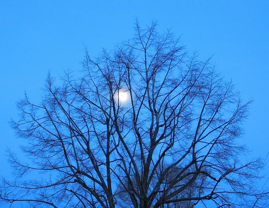 blue, moon, tree, branches, sky, night, silhouette, twilight HD wallpaper