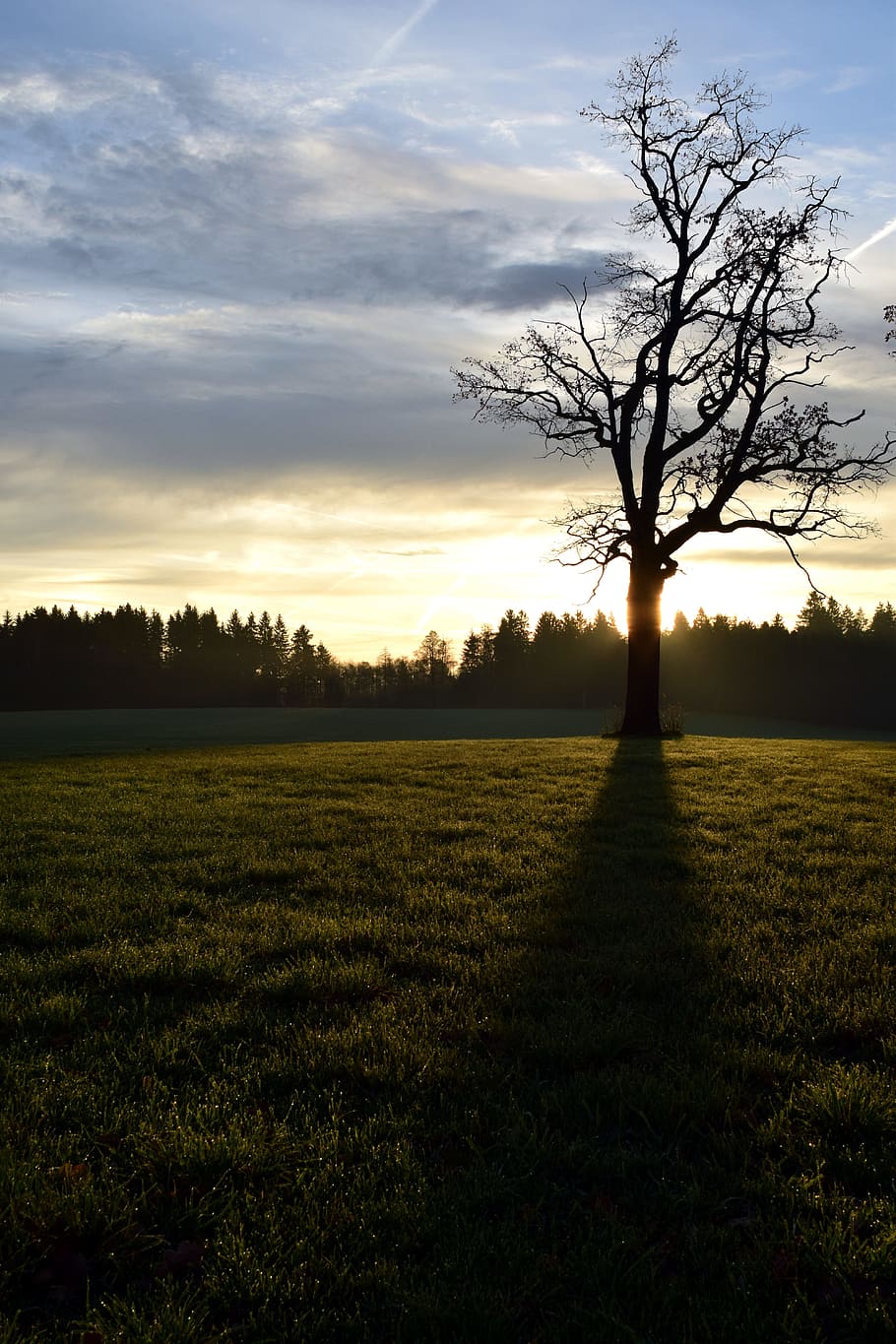 tree, kahl, back light, shadow, nature, grass, sky, cloudiness HD wallpaper