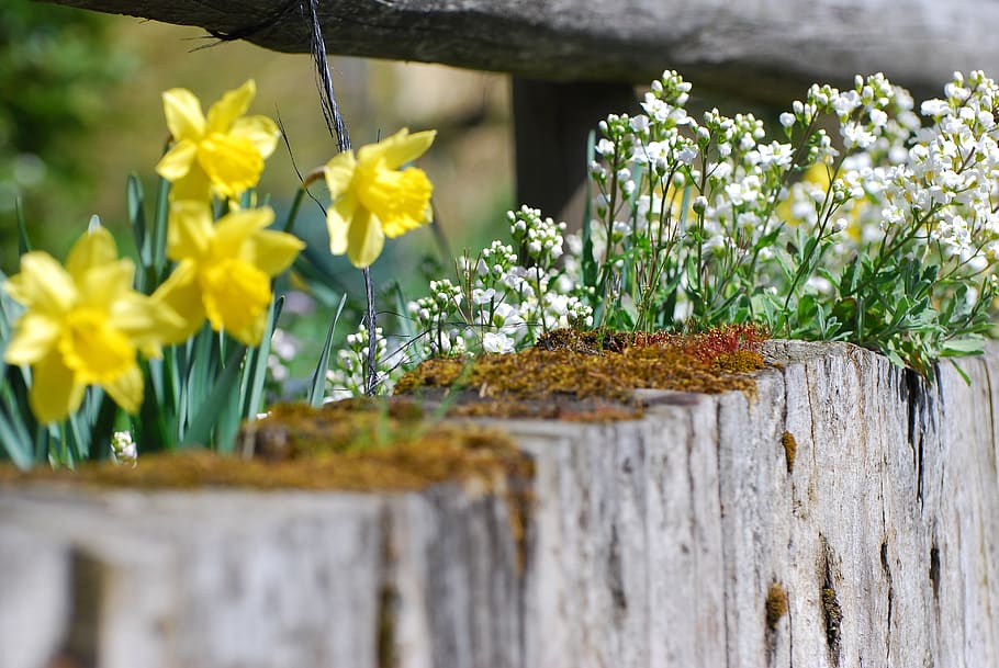 flowers, easter, spring, narcissus, wall, stone wall, fouling HD wallpaper