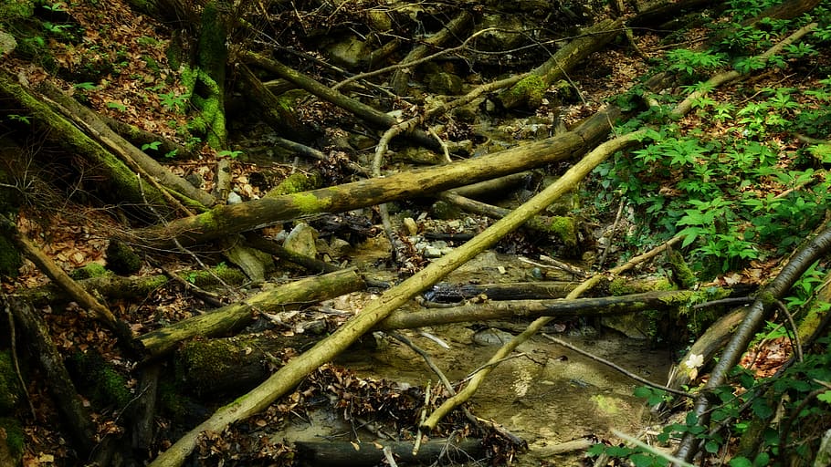 Riverbed, Bach, Branches, Aesthetic, trees, storm, nature, forest HD wallpaper