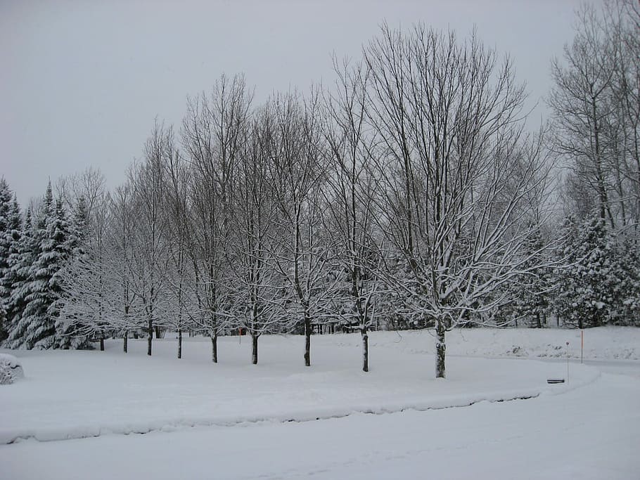 Winter, Tree, Snow, cold temperature, snowing, nature, bare tree HD wallpaper