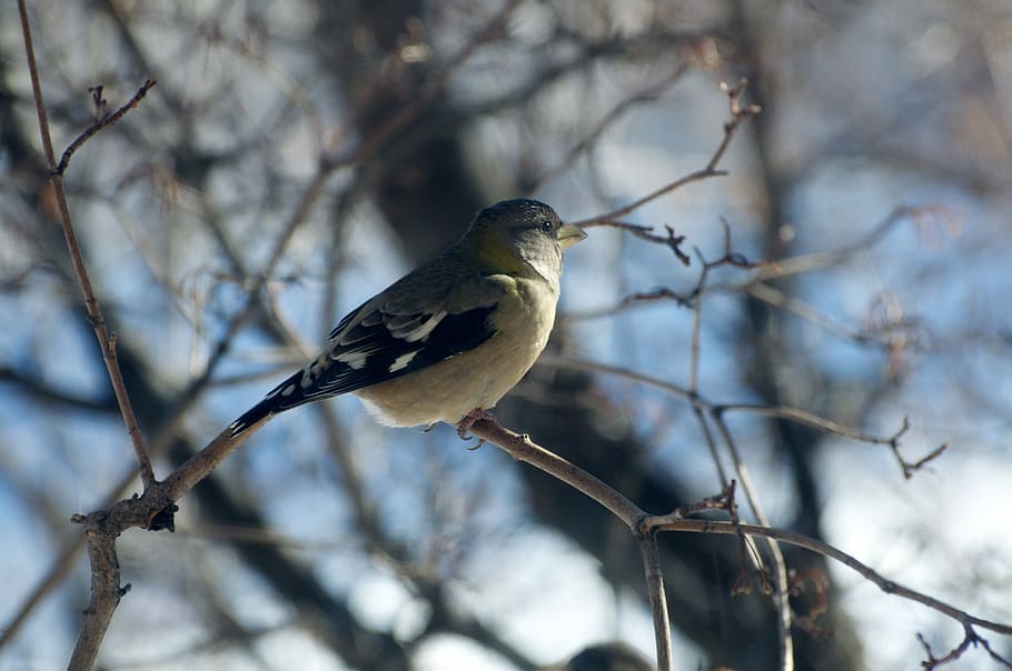 Bird, Tree, Branch, Winter, Snow, Nature, one animal, bare tree HD wallpaper