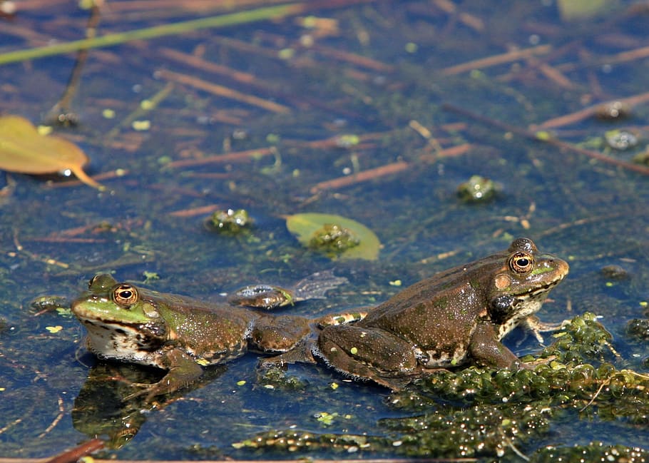 frog, frogs, pond, animal, amphibian, water, close-up, details HD wallpaper
