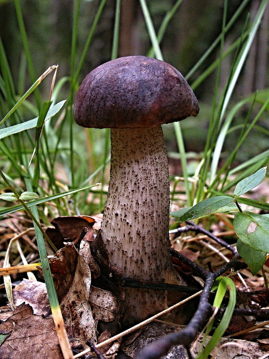 close-up, food, mushroom, toadstool, nature, fungus, forest, HD wallpaper