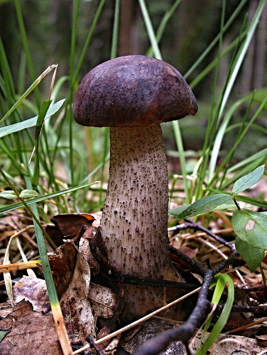 close-up, food, mushroom, toadstool, nature, fungus, forest HD wallpaper