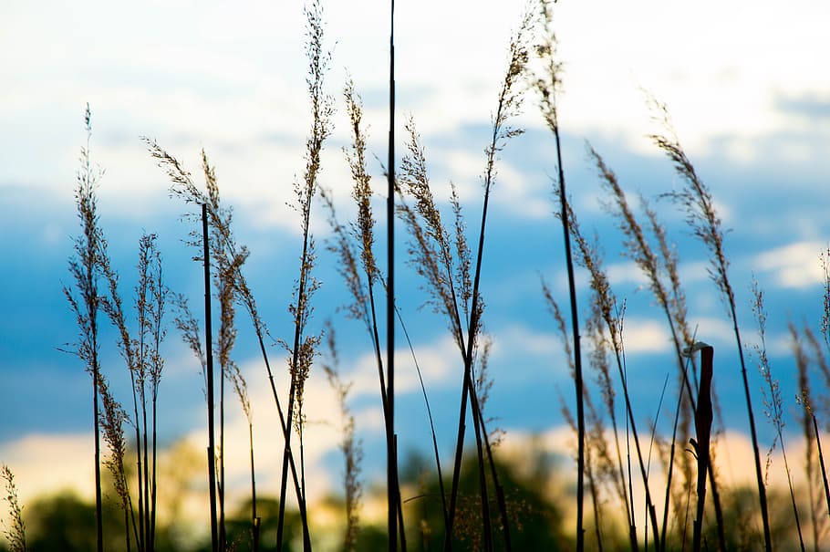 green plants in selective focus photogreaphy, field, summer HD wallpaper