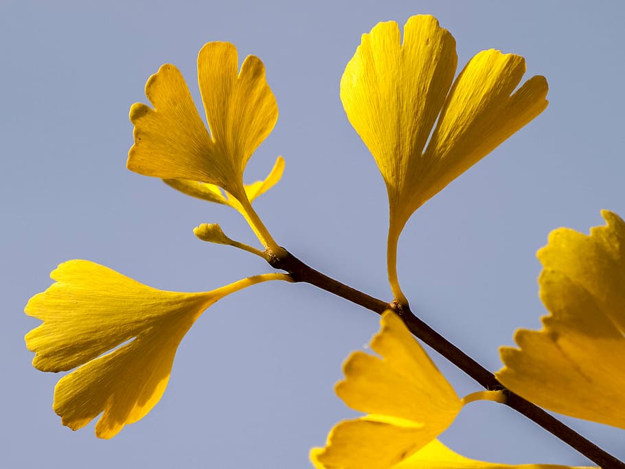 Gingko 1080P, 2K, 4K, 5K HD wallpapers free download | Wallpaper Flare