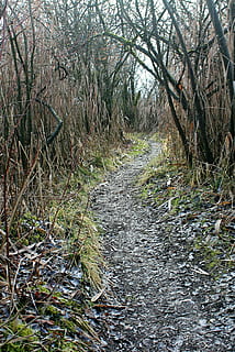 trail, away, path, walk, water, reed, thicket, reeds, scrub HD wallpaper