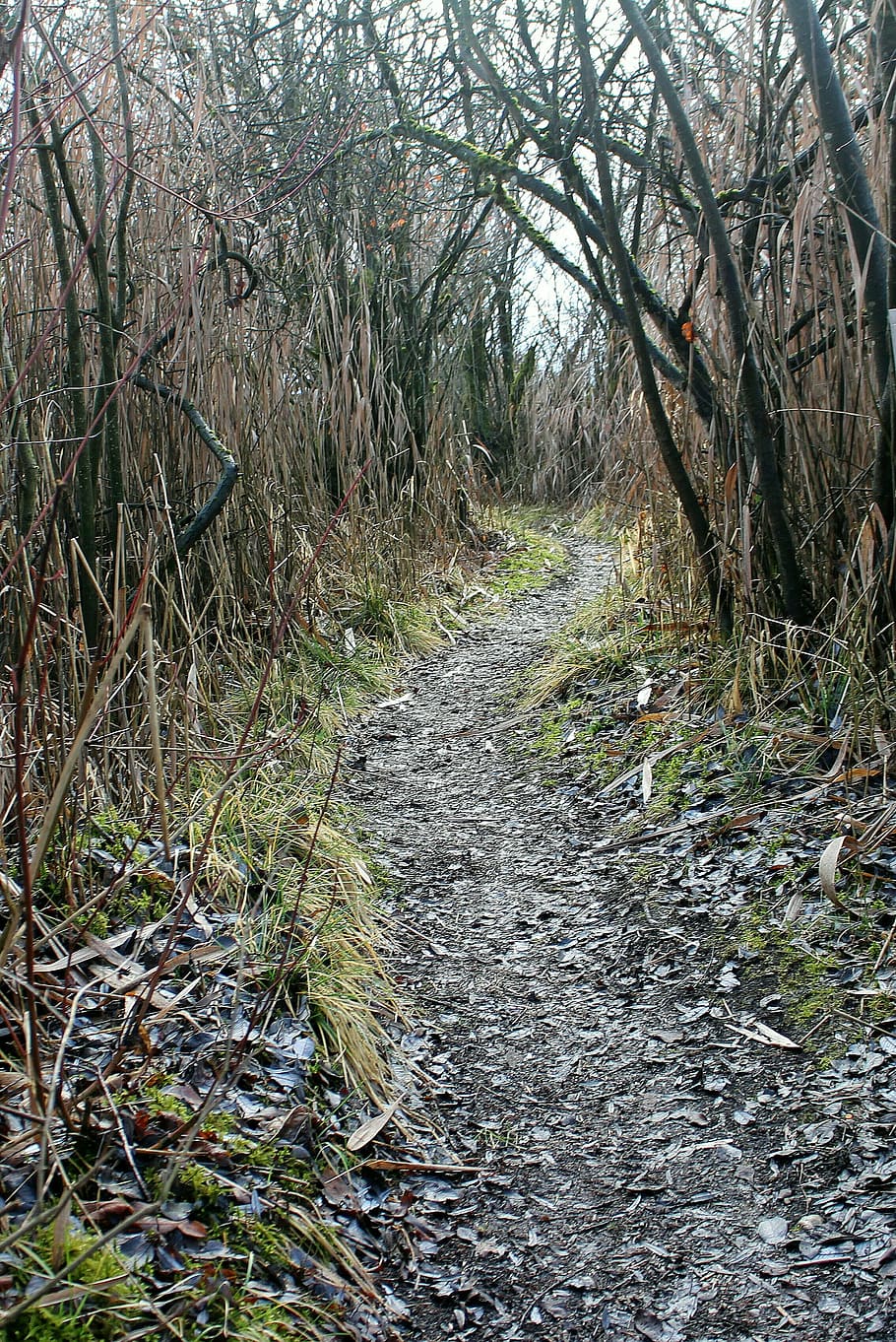 trail, away, path, walk, water, reed, thicket, reeds, scrub HD wallpaper