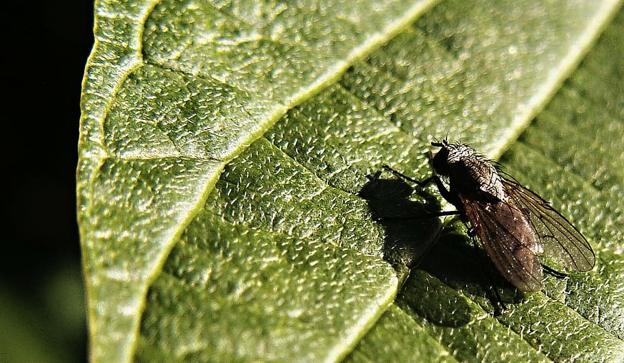 fly, insect, sheet, macro, green, morning, invertebrate, one animal HD wallpaper