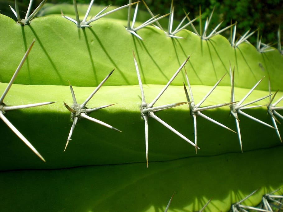 cactus, spines, thorns, sharp, green, desert, green color, leaf HD wallpaper