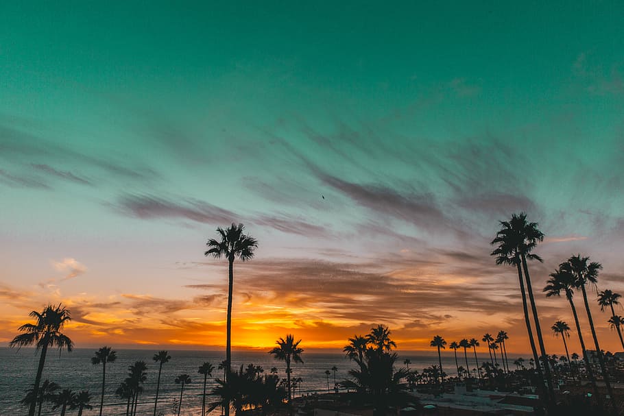 silhouette of trees near body of water during sunset, silhouette photo of palm trees near beach during sunset HD wallpaper