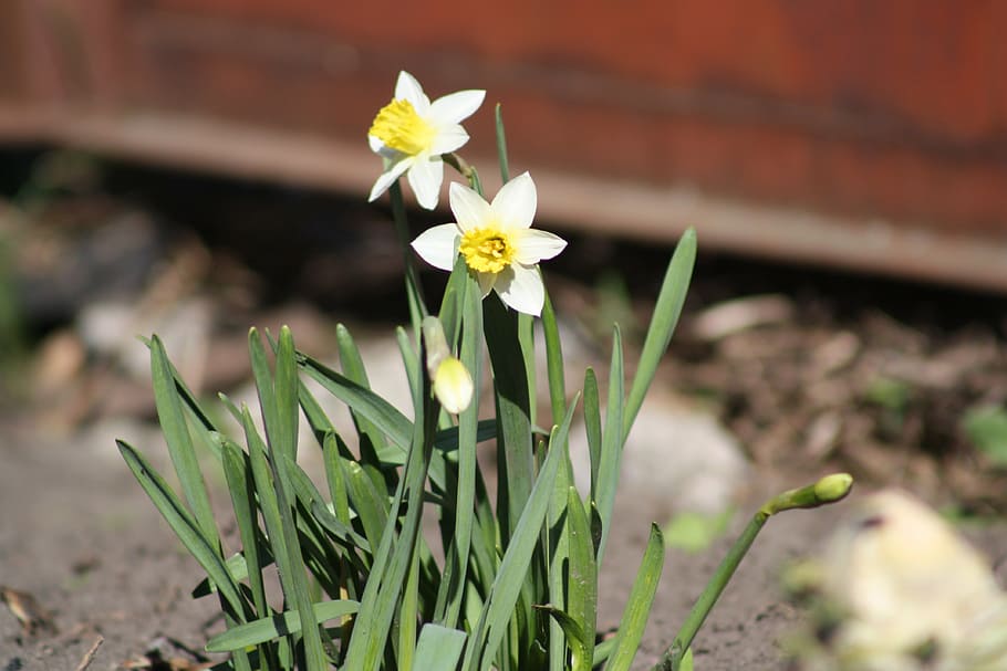 spring, nature spring, flower, bloom, white, green, grass, garden HD wallpaper