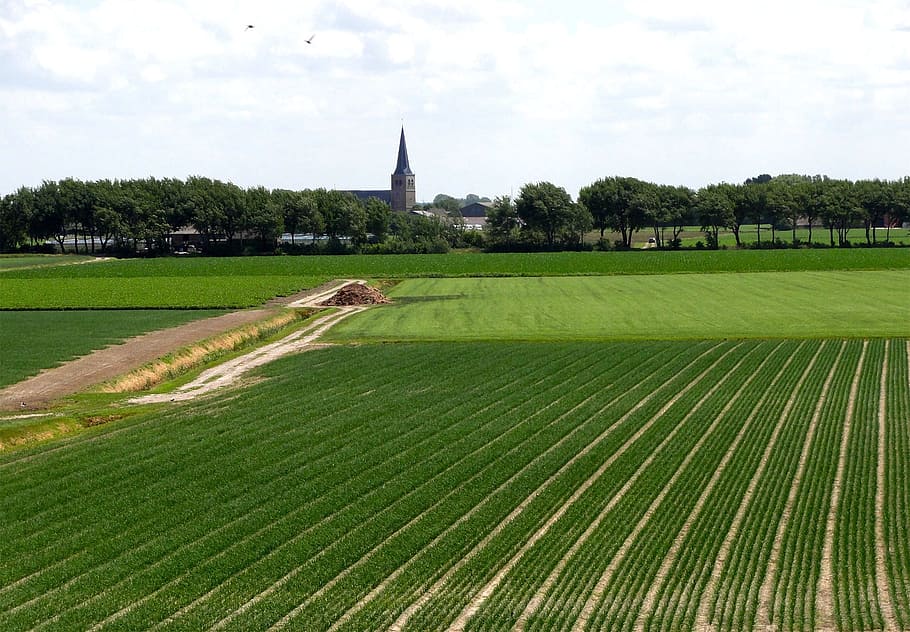 Netherlands, Landscape, Fields, Crops, farm, rural, summer HD wallpaper