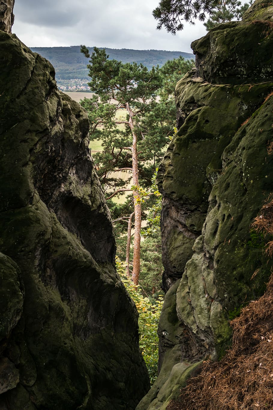 pine, rock, crevice, view, by looking, devil's wall, resin HD wallpaper