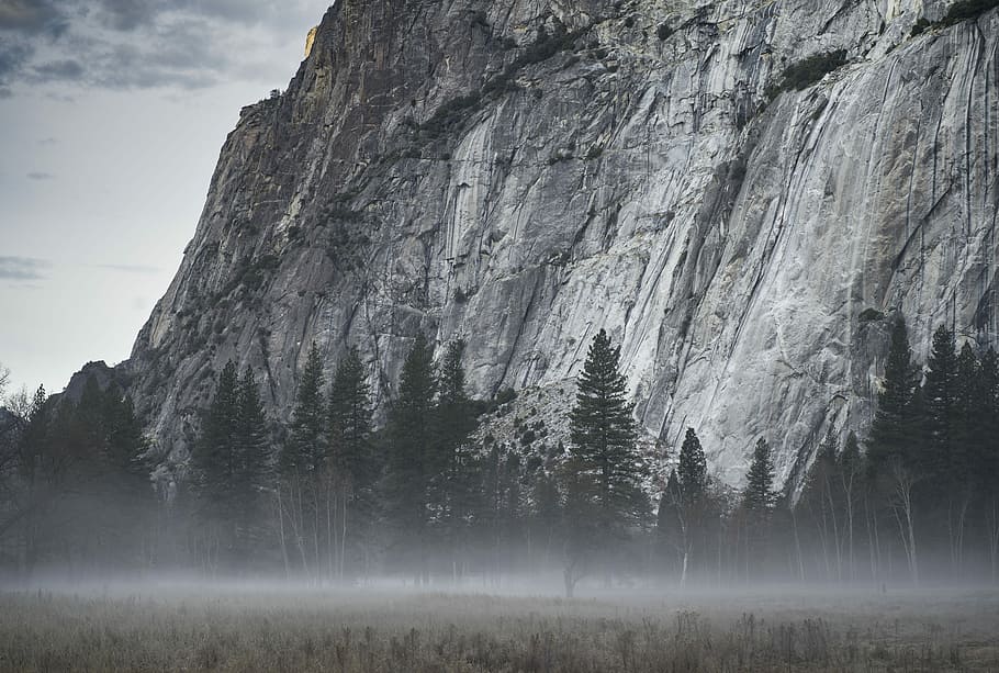 fog on tree forest, grayscale trees beside mountain, mist, cloud, HD wallpaper